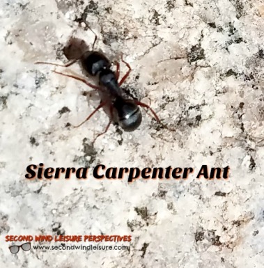 Sierra Carpenter Ant